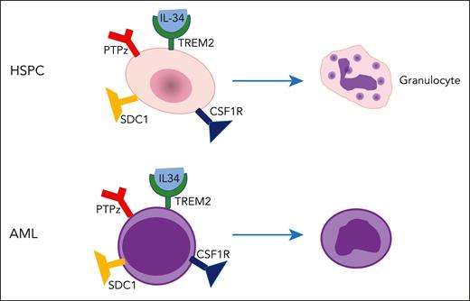 IL-34 induces differentiation. IL-34 induces differentiation of normal hematopoietic/stem progenitor cells (HSPCs) as well as acute myeloid leukemia (AML) blast by binding to its previously unrecognized receptor, TREM2, instead of one of its known receptors: CSF1R, PTPz, or syndecan 1 (SDC1). Although osteoclasts likely represent an important source of IL-34 production, the sources of IL-34 production in patients with AML are unclear, as are the potential consequences of long-term IL-34 administration.