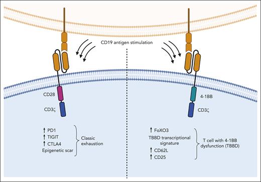 CAR T cells bearing different costimulation domains exhibit different transcriptional, epigenetic, and phenotypic signatures when they become dysfunctional after chronic stimulation. CAR T cells bearing a 4-1BB costimulation domain reactivate FOXO3, which drives a novel program of dysfunction that is distinct from classic T-cell exhaustion.