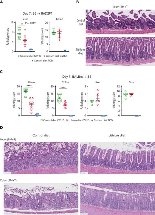 Lithium attenuates gut GVHD. (A-B) Lethally irradiated (1300 cGy) B6D2F1 recipients were transplanted with bone marrow (BM) (5 × 106) with or without purified splenic T cells (3 × 106). Recipients received a normal control or lithium-containing diet (0.2% from day −2 to +2 then 0.4% from day 3 onward). Semi-quantitative GVHD histopathology in (A) ileum (left) and colon (right) at day +7 after HSCT. (B) Representative hematoxylin and eosin images of ileum. (C-D) Wild-type B6 recipients were lethally irradiated (1000 cGy) and transplanted with BALB/c BM (10 × 106) and purified splenic T cells (5 × 106) with control or lithium diet treatment as described above. (C) Semiquantitative GVHD histopathology in ileum, colon, liver, and skin at day +7 after HSCT. (D) Representative hematoxylin and eosin images of ileum and colon. Scale bar, 100 μm. n = 3 to 10 per group. GI tract from 2 replicate experiments; liver and skin from 1 experiment. Data are presented as mean ± standard error of the mean (SEM). ∗∗P < .01; ∗∗∗∗P < .0001.