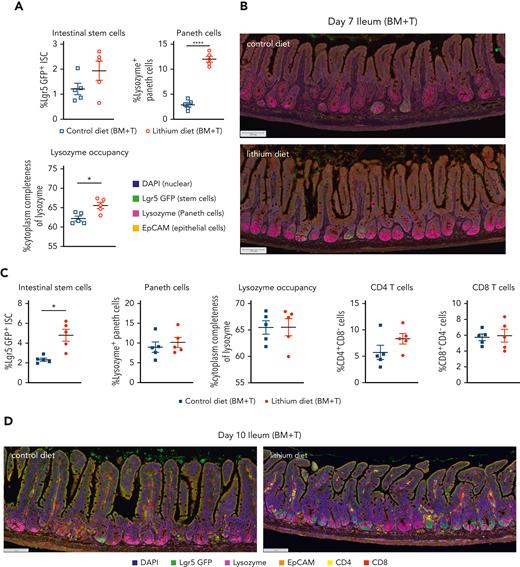 Lithium mitigates early paneth cell loss in the ileum by enhancing lgr5+intestinal stem cell recovery. B6 Lgr5-GFP transgenic recipients were lethally irradiated (1000 cGy) and transplanted with BALB/c BM (10 × 106) and purified splenic T cells (5 × 106) with control or lithium diet treatment as described above. Ileum analysis at day +7 (A-B) and day +10 after HSCT (C-D) are shown. (A,C) Proportions of Lgr5-GFPhi EpCAM+ ISC and lysozyme+ EpCAM+ Paneth cells in the ileum crypt, and the average of cytoplasmic lysozyme size in Paneth cells are shown. (C) Proportions of CD4+CD8neg cells and CD8+CD4neg cells in the ileum crypt are shown. (B,D) Representative multispectral images. Scale bar, 100 μm. Data at day 7 or day 10 (n = 5 per group). Data are presented as mean ± SEM. ∗P < .05; ∗∗∗∗P < .0001.