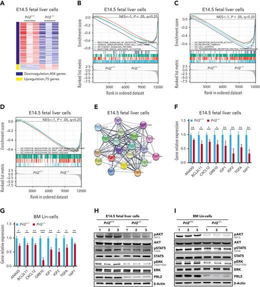 Prl2 deficiency alters gene transcription in murine HSPCs. (A) Heat map of Prl2-regulated genes that are upregulated (red) or downregulated (blue) (log2FC < −1, FDR < 0.05, P < .05) in Prl2 null E14.5 (embryonic day 14.5) fetal liver cells compared with WT fetal liver cells. (B) GSEA analysis of gene transcription between WT and Prl2 null E14.5 fetal liver cells. HSC, receptor tyrosine kinases, PI3KAKT signaling pathway, and MAPK pathway gene signatures were significantly downregulated in Prl2 null E14.5 fetal liver cells. (C) GSEA showed that receptor regulator activity, receptor complex, cell surface, and receptor protein tyrosine kinase gene signatures were significantly downregulated in Prl2 null E14.5 fetal liver cells. (D) GSEA showed that regulation of receptor signaling pathway, positive regulation of ERK1 and ERK2 cascade, and positive regulation of MAPK cascade gene signatures were significantly downregulated in Prl2 null E14.5 fetal liver cells. (E) STRING protein-protein interaction network between downregulated genes (log2FC > 1, FDR < 0.5, P < .05) related to FLT3 signaling in Prl2 null E14.5 fetal liver cells. (F) Quantitative RT-PCR analysis of gene expression in WT and Prl2 null E14.5 fetal liver cells (n = 4). (G) Quantitative RT-PCR analysis of gene expression in WT and Prl2 null BM Lin− cells (n = 4). (H) Immunoblot analysis of AKT, STAT5, and ERK phosphorylation in WT and Prl2 null E14.5 fetal liver cells (n = 3). (I) Immunoblot analysis of AKT, STAT5, and ERK phosphorylation in WT and Prl2 null BM Lin− cells (n = 3). Mean values (±SEM) are shown (∗P < .05, ∗∗P < .01, and ∗∗∗P < .001). BM, bone marrow; FDR, false discovery rate; RT-PCR, reverse transcription polymerase chain reaction.