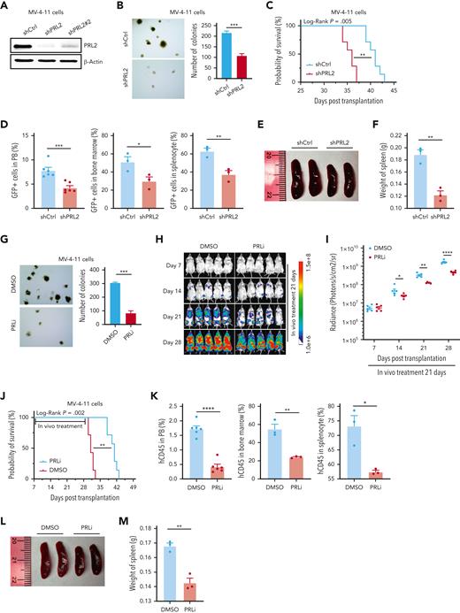 Genetic and pharmacological inhibition of PRL2 decrease leukemia burden and extend the survival of mice transplanted with human leukemia cell lines. (A) Western blot analysis for PRL2 in MV-4-11 cells transduced with lentiviruses expressing a shCtrl or PRL2 shRNAs (shPRL2 and shPRL2#2). (B) Knocking down of PRL2 significantly decreased the colony formation of MV-4-11 cells (n = 3). Representative images of the colonies are shown. (C) Kaplan-Meier survival curve of sublethally irradiated NSG mice transplanted with 3 × 106 MV-4-11 cells expressing shCtrl or shPRL2 (n = 7 mice group). (D) Flow cytometry quantification of GFP+ cells in PB, BM, and spleen of NSG mice transplanted with MV-4-11 cells expressing shCtrl or shPRL2 (n = 3 mice per group). (E-F) The size and weight of spleen from NSG mice transplanted with MV-4-11 cells expressing shCtrl or shPRL2 (n = 3 mice per group). (G) PRLi treatment significantly decreased the colony formation ability in MV-4-11 (n = 3). Representative images of the colonies are displayed. (H) 3 × 106 MV-4-11 cells expressing luciferase were injected into sublethally irradiated NSG mice. One week after the transplantation, NSG mice were treated with DMSO or PRLi (25 mg/kg, ip) daily for 3 weeks. The leukemia burdens in NSG mice were monitored by in vivo imaging system once a week for 3 weeks (n = 5 mice per group). (I) Quantitative results from bioimaging (n = 5 mice per group). (J) Kaplan-Meier survival curve of NSG mice treated with DMSO or PRLi (n = 7 mice per group). (K) Flow cytometry analysis of human CD45+ cells in PB, BM, and spleen of NSG mice transplanted with MV-4-11 cells after 3 weeks of DMSO or PRLi treatment (n = 3 mice per group). (L) PRLi treatment reduced splenomegaly seen in NSG mice transplanted with MV-4-11 cells. (M) The spleen weights of NSG mice transplanted with MV-4-11 cells following 3 weeks of DMSO or PRLi treatment (n = 3 mice per group). Mean values (±SEM) are shown (∗P < .05, ∗∗P < .01, ∗∗∗P < .001, ∗∗∗∗P < .0001). DMSO, dimethyl sulfoxide; GFP, green fluorescent protein; PRLi, PRL inhibitor; shCtrl, control shRNA, NSG, NOD-scid IL2Rgammanull.