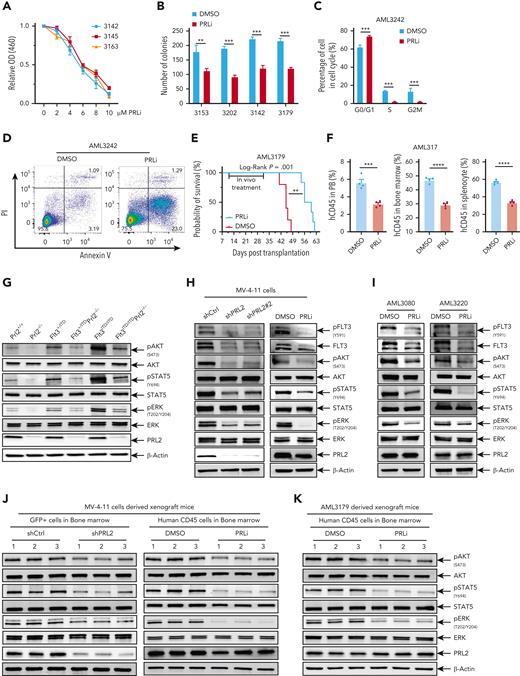 Pharmacological inhibition of PRL2 reduces leukemia burden and extends the survival of mice transplanted with primary human AML cells. (A) PRLi treatment decreased the viability of primary human AML cells with FLT3-ITD mutation in a dosage-dependent manner. (B) PRLi treatment reduced the colony forming ability of primary human AML cells with or without FLT3-ITD mutation. Samples 3153 and 3202 are from AML patients with WT FLT3, whereas samples 3142 and 3179 are from AML patients with FLT3-ITD. (C) Cell cycle analysis of primary AML cells with FLT3-ITD mutation (AML3242) at 24 hours following DMSO or PRLi (10 μM) treatment. (D) Apoptosis analysis of primary AML cells with FLT3-ITD (AML3242) at 24 hours following DMSO or PRLi (10 μM) treatment. (E) Kaplan-Meier survival curve of NSG mice transplanted with 4 × 106 human CD45+ leukemia cells (AML3179) following 3 weeks of DMSO or PRLi treatment (n = 6 mice per group). (F) Flow cytometry analysis of human CD45+ cells in PB, BM, and spleen of NSG mice transplanted with 4 × 106 human CD45+ leukemia cells (AML3179) after 3 weeks of DMSO or PRLi treatment (n = 4 mice per group). (G) Representative western blot analysis of AKT, STAT5, and ERK phosphorylation in Prl2+/+, Prl2−/−, Flt3+/ITD, Flt3+/ITDPrl2−/−, Flt3ITD/ITD, and Flt3ITD/ITDPrl2−/− BM mononuclear cells. (H) Representative western blot analysis of FLT3, AKT, STAT5, and ERK phosphorylation in MV-4-11 cells expressing shCtrl, shPRL2, or shPRL2#2 (left) and following 24 hours of DMSO or 5 μM PRLi treatment (right). (I) Representative western blot analysis of FLT3, AKT, STAT5, and ERK phosphorylation in primary AML cells with FLT3-ITD mutation (AML3080 and AML3220) following 24 hours of DMSO or PRLi (10 μM) treatment. (J) Representative western blot analysis of AKT, STAT5, and ERK phosphorylation in human CD45+ cells isolated from the BM of NSG mice at 4 weeks after transplantation with MV-4-11 cells expressing shCtrl or shPRL2 (left panel, n = 3 mice per group); human CD45+ cells in the BM of NSG mice transplanted with MV-4-11 cells following 3 weeks of DMSO or PRLi treatment (right panel, n = 3 mice per group). (K) Representative western blot analysis of AKT, STAT5, and ERK phosphorylation in human CD45+ cells isolated from the BM of NSG mice transplanted with patient-derived xenograft cells (AML3179) following 3 weeks of DMSO or PRLi treatment (n = 3 mice per group).