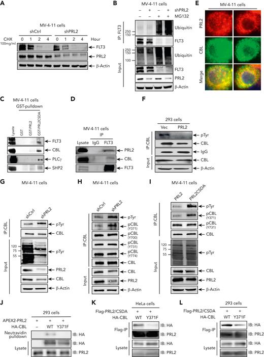 PRL2 associates with and dephosphorylates CBL at tyrosine 371 in leukemia cells. (A) Knockdown of PRL2 decreased FLT3 half-life in MV-4-11 cells. (B) Knockdown of PRL2 enhanced FLT3 ubiquitination in MV-4-11 cells. (C) Total cellular proteins from MV-4-11 cells were isolated, incubated with GST, GST-PRL2, or GST- PRL2-CSDA and immunoblotted with antibody against FLT3, CBL, SHP2, and PLC-γ. (D) Co-immunoprecipitation assays showed that PRL2 interacts with FLT3 and CBL in MV-4-11 cells. (E) Immunofluorescence analysis showed that PRL2 colocalizes with CBL in MV-4-11 cells. (F) Representative western blot analysis showed that ectopic PRL2 expression decreases tyrosine phosphorylation of CBL in 293 cells. (G) Representative western blot analysis showed that knocking down of PRL2 increases the tyrosine phosphorylation of CBL in MV-4-11 cells. (H) Representative western blot analysis showed that knocking down of PRL2 increases CBL phosphorylation at tyrosine 371 in MV-4-11 cells. (I) Representative western blot analysis showed that ectopic expression of PRL2-CSDA increases CBL phosphorylation at tyrosine 371 in MV-4-11 cells. (J) APEX2-PRL2 proximity labeling was performed in HA-CBL or HA-CBLY371F transiently expressed 293 cells stably expressing APEX2-PRL2. After labeling, biotinylated proteins are enriched with neutravidin beads and examined with anti-HA and anti-PRL2 antibodies by western blot analysis. (K-L) PRL2-CSDA substrate trapping assays was performed in HA-CBL or HA- CBLY371F transiently expressed HeLa (K) or 293 (L) cells stably expressing Flag-PRL2-CSDA. After anti-FLAG pulldown, bound proteins were boiled in 50 μL Laemmli sample buffer and examined with anti-HA, anti-PRL2 antibodies by western blot analysis. CBL, Casitas B-lineage lymphoma.