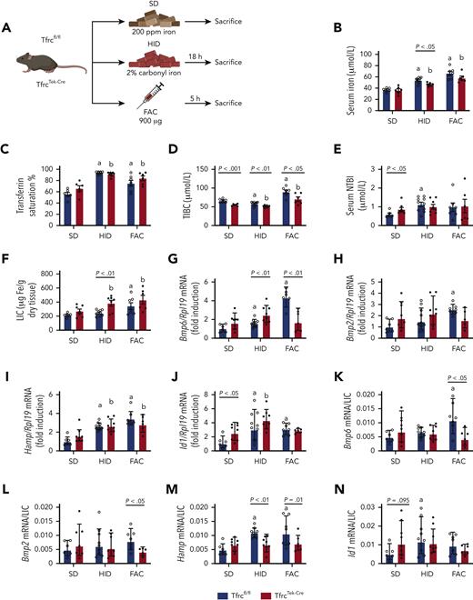 TfrcTek-Cremice express physiological levels of Bmp6 and Hamp mRNAs and induce them in response to high dietary iron, but fail to induce Bmp6 mRNA following FAC injection. (A) Schematic experimental outline. All mice were 7- to 8-week-old males (n = 6-10 per group). At end point, the animals were euthanized, serum was prepared, and livers were harvested for biochemical analysis. Serum iron (B); Tf saturation (C); total iron binding capacity (TIBC) (D); NTBI (E); LIC (F); quantitative polymerase chain reaction analysis of mRNAs encoding liver Bmp6, Bmp2, hepcidin (Hamp), and Id1, respectively (G-J); and mRNA/LIC ratios for Bmp6, Bmp2, Hamp and Id1, respectively (K-N). Serum data (B-E) and LIC (F) are represented as mean ± standard error of the mean, and gene expression data (G-N) are represented as geometric mean ± geometric standard deviation. Statistical differences (P < .05) were determined using Student t test on the original data (B-E) or log-transformed gene expression data (G-N). Statistically significant differences between Tfrcfl/fl and TfrcTek-Cre mice on the SD are represented as a and b, respectively. Illustration of panel A was performed using BioRender.com. Fe, iron; ppm, parts per million.