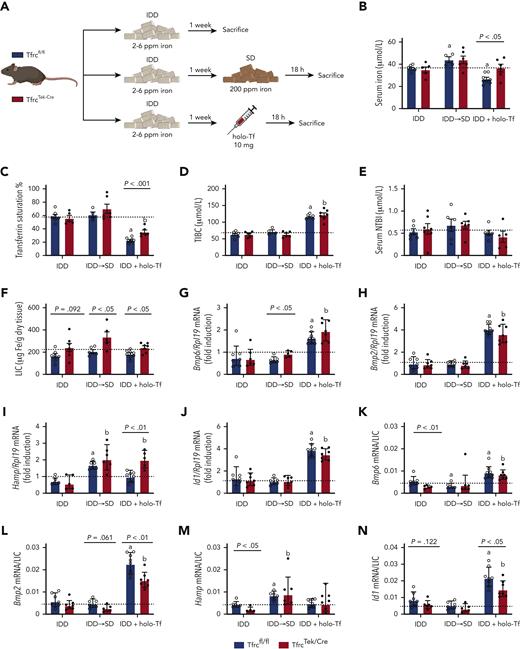 TfrcTek-Cremice on IDD have increased LIC, express relatively low Bmp6 and Hamp mRNA levels, and induce them in response to dietary iron or holo-Tf. (A) Schematic experimental outline. All mice were 7- to 8-week-old males (n = 6-10 per group). At end point, the animals were euthanized; serum was prepared, and livers were harvested for biochemical analysis. Serum iron (B); Tf saturation (C); TIBC (D); NTBI (E); LIC (F); qPCR analysis of mRNAs encoding liver Bmp6, Bmp2, Hamp, and Id1, respectively (G-J); and mRNA/LIC ratios for Bmp6, Bmp2, Hamp, and Id1, respectively (K-N). Serum data (B-E) and LIC (F) are represented as mean ± standard error of the mean and gene expression data (G-N) are represented as geometric mean ± geometric standard deviation. Statistical differences (P < .05) were determined using Student t test on original data (B-E) or log-transformed gene expression data (G-N). Statistically significant differences from Tfrcfl/fl and TfrcTek-Cre mice on SD are represented as a or b, respectively. Dotted lines indicate the average values obtained from age-matched male Tfrcfl/fl mice on SD (n = 6). Illustration of panel A was made with BioRender.com.