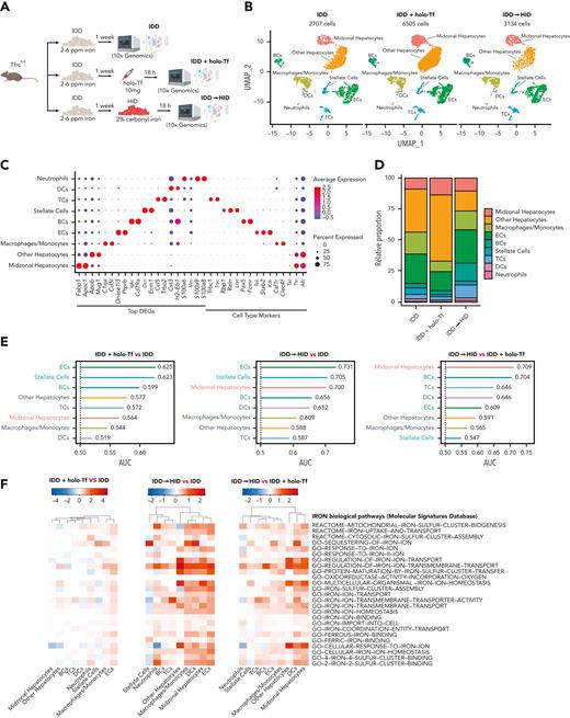 scRNA-seq identifies ECs and midzonal hepatocytes as the most responsive cell types to acute dietary iron loading or holo-Tf injection. (A) Schematic experimental outline of scRNA-seq experiment. All mice were 7- to 8-week-old male Tfrcfl/fl mice (n = 1 per group). (B) UMAP (uniform manifold approximation and projection) plot of the most common liver cell types. (C) Dot plot annotation based on differentially expressed genes and previously published cell type markers. (D) Relative proportion of each liver cell population obtained from the experimental settings. (E) Cell type prioritization (lollipop plot) based on Augur-calculated area under the curve (AUC) scores for each comparison (IDD vs IDD + holo-Tf, IDD vs IDD to HID, and IDD to HID vs IDD + holo-Tf). (F) Heat maps with log2 (FC) of gene set variation analysis score for iron-related biological pathways from the Molecular Signatures Database across cell types identified by scRNA-seq, highlighting the most responsive cell types to different iron manipulations. BCs, B cells; DCs, dendritic cells; DEGs, differentially expressed genes; ECs, endothelial cells; GO, gene ontology.
