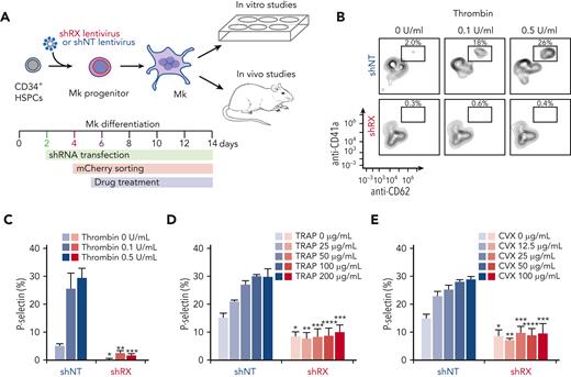 Analysis of in vitro–grown megakaryocytes derived from human CD34+cells after RUNX1 suppression. (A) Experimental schema of the studies performed. To mimic FPDMM disease, CD34+ cells were infected with shRX- or shNT-lentiviruses on day 2 of differentiation. Infected cells expressing mCherry (mCherry+) that were sorted on day 4 of differentiation, were the focus of these studies. From day 5 of differentiation, cells were treated with drugs until day 11 or day 13 to 14 of differentiation. These matured megakaryocytes (Mk) were used for either in vitro or in vivo experiments. (B) Representative flow cytometric data on day 11 of differentiation for agonist-induced surface P-selectin exposure. After stimulation of mCherry+ megakaryocytes with indicated doses of thrombin, cells were stained with both anti-hCD41a and hCD62P (P-selectin). (C) The mean ± 1 standard deviation (SD) levels of surface P-selectin were quantified in megakaryocytes stimulated by increasing doses of thrombin as indicated from lighter to darker color. Blue indicates shNT-megakaryocytes; red, shRX-megakaryocytes. In panels D and E, similar studies as in panel C, but shNT- or shRX-megakaryocytes were exposed to TRAP (D) or convulxin (CVX) (E). In panels C-E, N = 3 separate studies, each in duplicate. ∗P ≤ .05, ∗∗P ≤ .01, ∗∗∗P ≤ .001, and ∗∗∗∗P ≤ .0001. P values were calculated by 1-way analysis of variance (ANOVA) comparing shRX-megakaryocyte to each shNT-megakaryocyte sample. Also, see supplemental Figure 5 for all 3 agonists on day 14 megakaryocytes showing that all megakaryocytes that were mCherry− for shRX-lentivirus were agonist responsive.