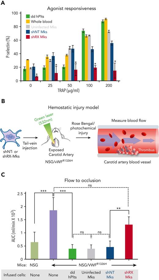 Studies of released human platelets, agonist responsiveness, and hemostatic efficacy. (A) Flow cytometric studies of removed murine blood at 2 hours after infusion of donor-derived platelets or uninfected, shNT-, or shRX-megakaryocytes into NSG mice for P-selectin level analysis after activation with various concentrations of TRAP. Mean ± 1 SD is shown. N = 3 per arm. ∗P ≤ .05 by 1-way ANOVA comparing shNT-platelets released vs shRX-platelets. (B) Schematic of the Rose Bengal photochemical carotid artery thrombotic challenge with NSG/VWFR1326H mice and infused human megakaryocytes or platelets. (C) Same as in panel A except that NSG mice were studied as a hemostatic control because the untreated NSG/VWFR1326H mice had a hemostatic defect. Studies were done 4 hours after infusion of human platelets or megakaryocytes. Mean ± 1 is shown for residual blood flow after carotid artery injury. N = 4 to 6 animals per arm. ∗∗P ≤ .01, ∗∗∗P ≤ .001, and not significant (ns) by 1-way ANOVA. AUC, area under the curve.