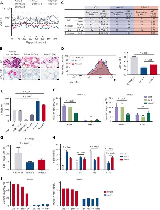 Analysis of platelet parameters and abnormal megakaryopoiesis in RUNX1/AAVS1 competitive repopulation animals. (A) Platelet counts for animal 1 and animal 2 plotted in comparison with CRISPR control animals. The dotted lines indicate the upper and lower range of normal RM platelet counts (2 SDs from mean). (B) Sections of BM core biopsies obtained from animal 1 and 2 and a CRISPR control animal after transplantation were stained with H&E (upper panel) or via immunohistochemistry for the megakaryocyte marker CD61 (lower panel). Representative microscopic images are shown. CD61+ megakaryocytes stain bright pink. (C) Platelet aggregation results for the RUNX1/AAVS1 and CRISPR control animals. (Animal 1: 23 months–after transplantation, Animal 2: 17 months after transplantation). (D) Mpl (TPO receptor) expression on platelets for animals 1 and 2 and for CRISPR control animals by flow cytometry. Right panel shows relative MFI. (Animal 1: 20 months after transplantation, Animal 2: 14 months after transplantation). (E) Circulating TPO concentrations in PB plasma of RUNX1/AAVS1 animals 1 and 2 and CRISPR control animals by ELISA. CRISPR control animal 1 was used for statistical analyses. (Animal 1: 22 months after transplantation, Animal 2: 16 months after transplantation). (F) Targeted deep sequencing on CD34+ HSPCs, Gr, and CD41a+ megakaryocytes isolated from BM (Animal 1: 15 and 17 months after transplantation, Animal 2: 9 and 11 months after transplantation). The percentages of reads containing indels at the RUNX1 or AAVS1 target sites are shown. (G-I) BM-derived purified CD34+ cells from animals 1 and 2 and controls were differentiated into MKs in vitro for 14 days and analyzed by flow cytometry. (G) CD41a expression. (H) The percentage of each ploidy class within the in vitro differentiated CD41a+ MKs is shown. (I) Each ploidy subpopulation was sorted for targeted deep sequencing. The percentage of reads containing indels at the RUNX1 or AAVS1 target sites are shown. Bar represents 20 μm (B). ELISA, enzyme-linked immunosorbent assay; Gr, granulocyte; H&E, hematoxylin and eosin stain; MFI, mean fluorescence intensity; SD, standard deviation.