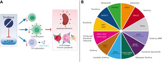 (A) Sirolimus, an mTOR inhibitor, is effective in children with m-IC syndromes, improving and/or eliminating abnormal lymphocyte populations that drive immune dysregulation, including cTfh and decreasing markers of abnormal T-cell activation, senescence, and exhaustion on CD4+ and CD8+ effector memory T cells, along with a reduction of Th1 polarization. Ultimately, sirolimus improved disease manifestations without leading to immune deficiency. Panel B depicts targeted therapies currently available to treat children and adults with different monogenic causes of m-IC. Similar studies evaluating the mechanism of action and short- and long-term impacts on immune health are needed. ADA2, adenosine deaminase deficiency 2; ALPS, autoimmune lymphoproliferative syndrome; CHAI, CTLA4 haploinsufficiency with autoimmune infiltration; Evans, syndrome characterized by m-ICs without known cause; GOF, gain of function; IFN, interferon; IPEX, immune dysregulation polyendocrinopathy, enteropathy, X-linked; LATAIE, LRBA deficiency with autoantibodies, regulatory T (Treg) cell defects, autoimmune infiltration, and enteropathy; MMF, mycophenolate mofetil; PASLI, p110d-activation with senescent T cells, lymphadenopathy, and immunodeficiency; PRKCD, protein kinase C delta deficiency; RALD, ras-associated leukoproliferative disease; TNF, tumor necrosis factor; TNFAIP3, tumor necrosis factor alpha infused protein 3.