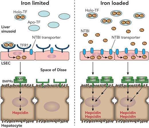 Model of iron (Fe) uptake and BMP6 production by LSECs under iron-limited and iron-loaded conditions. When the iron supply in blood plasma in the liver sinusoid is limited, LSECs become iron deficient and therefore upregulate TFR1 levels to increase iron uptake from holo-TF. Conversely, iron loading of LSECs downregulates TFR1 levels, thus limiting iron uptake via holo-TF. When iron levels exceed TF’s iron-carrying capacity, NTBI appears in the plasma and is taken up by LSECs via a plasma membrane NTBI transporter, which remains to be identified. In iron overload, NTBI becomes the main driver of LSEC production of BMP6, which binds to BMP receptors (BMPRs) on neighboring hepatocytes, thereby activating a signaling pathway that increases the liver’s synthesis of hepcidin. Under iron-limited conditions, LSECs acquire iron via holo-TF and TFR1, which is needed for appropriate basal production of BMP6 and hepcidin. Professional illustration by Patrick Lane, ScEYEnce Studios.