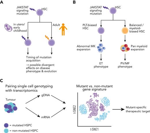 Heterogeneity in the MPN stem and progenitor cell compartments. (A) Proposed model of factors affecting JAK-STAT signaling mutation acquisition in the MPN cell-of-origin (HSC) that may influence the disease phenotype/risk of evolution. The timing of mutation acquisition can be as early as fetal origin to adult onset and may affect disease evolution. (B) Mutation acquisition in a lineage-biased HSC may influence the disease phenotype; a mutation arising in a PLT-biased HSC leading to an ET phenotype, whereas in a balanced/myeloid-biased HSC may lead to a PV/MF phenotype. (C) Intrapatient single-cell multiomic analysis of mutant and nonmutant HSPC by applying methodologies (TARGET-seq,57,58 GoT59) to detect mutation information (genomic DNA) and gene expression (messenger RNA) to uncover mutant-specific gene signatures and potential therapeutic targets. ET, essential thrombocythemia; HSPCs, hematopoietic stem and progenitor cells; HSC, hematopoietic stem cell; MK, megakaryocyte; PLT, platelet; PV, polycythemia vera; MF, myelofibrosis.