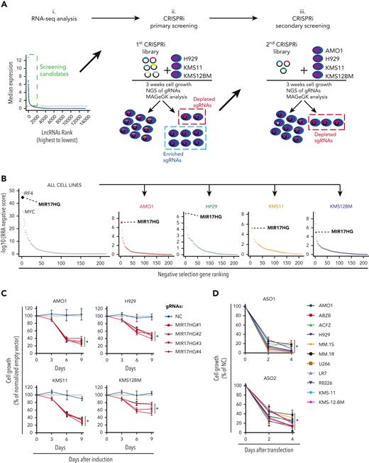 CRISPRi viability screens identify MIR17HG as a leading cell growth dependency in MM. (A) Schematic of CRISPRi viability screens. (B) Robust rank algorithm (RRA)-based ranked analysis of lncRNA dependencies in the secondary screen, considering 4 MM cell lines either together or individually. The top lncRNA dependency, MIR17HG, is highlighted, along with the protein-coding genes IRF4 and MYC used as positive controls. (C) CCK-8 proliferation assay of MM cell lines (AMO1, H929, KMS11, and KMS12BM) stably expressing KRAB-dCAS9 fusion protein and transduced with lentivectors to conditionally express anti-MIR17HG sgRNAs. CCK-8 assay was performed at indicated time points after exposure to doxycycline (0.5 μg/mL). Cell proliferation is calculated compared with parental cells infected with the empty sgRNA vector and exposed to doxycycline under the same conditions. (D) CCK-8 proliferation assay of MM cell lines (n = 11) transfected with 2 different ASOs targeting the MIR17HG pre-RNA or a nontargeting ASO (NC). ASOs were used at a concentration of 25 nM. Cell viability was measured 2 and 4 days after electroporation, and it is represented as % viability compared with cells transfected with NC-ASO. Data from 1 out of 3 independent experiments are shown in panel D. Data present mean ± standard deviation in panel D. ∗P < .05 by Student t test.