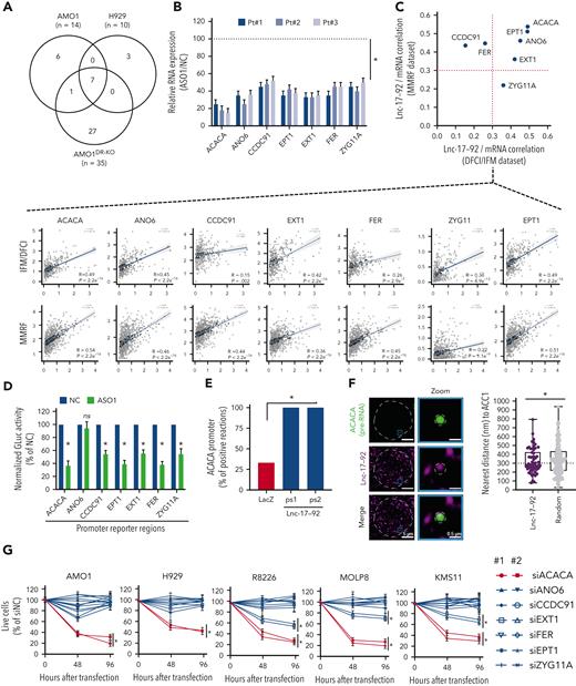 Lnc-17-92 forms a transcriptional axis with ACACA to promote proliferation and survival of MM cells. (A) Transcriptomic analysis after lnc-17-92 depletion in MM cell lines that have either DROSHA WT (AMO1, H929) or KO (AMO1DR-KO). Venn diagram of commonly downregulated genes (adjusted P < .05; log2FC < −1). Cells were exposed to ASO1 for 24 hours. (B) qRT-PCR analysis of lnc-17-92 targets in CD138+ cells from 3 MM patients exposed to ASO1 for 24 hours. The results shown are average mRNA expression levels after normalization with GAPDH and ΔΔCt calculations. RNA level in cells exposed to NC (vehicle) were set as an internal reference. (C) Correlation analysis between lnc-17-92 targets (mRNA) and lnc-17-92 in CD138+ MM patient cells from 2 large RNA-seq cohorts (DFCI/IFM, n = 360; MMRF/CoMMpass, n = 720). Spearman r obtained in DFCI/IFM (x-axis) and MMRF/CoMMpass (y-axis) data sets. Dotted red lines indicate r = 0.3. Individual correlation plots (below). (D) GLuc/SEAP dual reporter assay showing reduced activity of ACACA, ANO6, CCDC91, EPT1, EXT1, FER, and KIAA1109 promoter activity after lnc-17-92 knockdown using ASO1. The reporter vectors were cotransfected into 293T cells with either ASO1 or control ASO. Cells were harvested for the luciferase activity assay 48 hour after transfection. Results are shown as % of normalized GLuc activity in ASO1-transfected cells compared with control. (E) ChIRP-qPCR analysis showing effective amplification of ACACA promoter in chromatin purified using 2 lnc-17-92 antisense probe sets (ps1 and ps2), compared with chromatin purified using LacZ antisense probes (negative control). (F) (left) Snapshot obtained by dual RNA-FISH analysis of ACACA pre-mRNA (green) and lnc-17-92 (purple) in a representative AMO1 cell; (right) box plot showing the distance (nm) of ACACA pre-RNA spots to the nearest lnc-17-92 spots (n = 57) or to the nearest random spots (160); 300 nm was used as a cut-off determining proximity. (G) CCK-8 proliferation assay in 5 MM cells lines after transfection with siRNAs against lnc-17-92 targets. Two siRNAs were used for each target, plus a scramble siRNA (NC) as a control. Cell viability was measured at the indicated time point, represented as % of NC-transfected cells. ∗P < .05 after Student t test in panels B, D, and G or after Fisher exact test in panels E and F. Pt, patient.