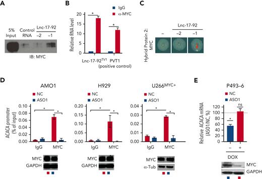 Lnc-17-92 directly interacts with c-MYC and promotes its occupancy at the ACACA promoter. (A) Western blot analysis of MYC in RPPD material precipitated with control RNA or lnc-17-92TV1 or lnc-17-92TV2. 5% input is used as a reference. (B) qRT-PCR analysis of lnc-17-92 (detecting lnc-17-92TV1) in RIP material precipitated using an anti-MYC antibody (α-MYC) or immunoglobulin G (IgG) control. LncRNA PVT1 is used as a positive control for its role as MYC interactor. (C) RNA Y3H using MYC as hybrid protein 2 and, as hybrid RNAs, a negative control RNA (−) or lnc-17-92TV1 or lnc-17-92TV2. (D) ChIP-qPCR analysis of MYC occupancy at the ACACA promoter in AMO1, H929, and U266MYC+ exposed for 24 hours to ASO1 or NC (vehicle). MYC occupancy at ACACA promoter is calculated as % of input chromatin. Western blot analysis of MYC from paired samples (below). GAPDH or α-tubulin were used as protein loading controls. (E) qRT-PCR analysis of ACACA mRNA in P493-6 cells exposed for 2 days to either doxycycline or DMSO to knock down MYC and then exposed for 2 additional days to either ASO1 or vehicle (NC) to deplete lnc-17-92. ACACA expression levels in cells exposed to NC were set as an internal reference. ∗P < .05, Student t test.