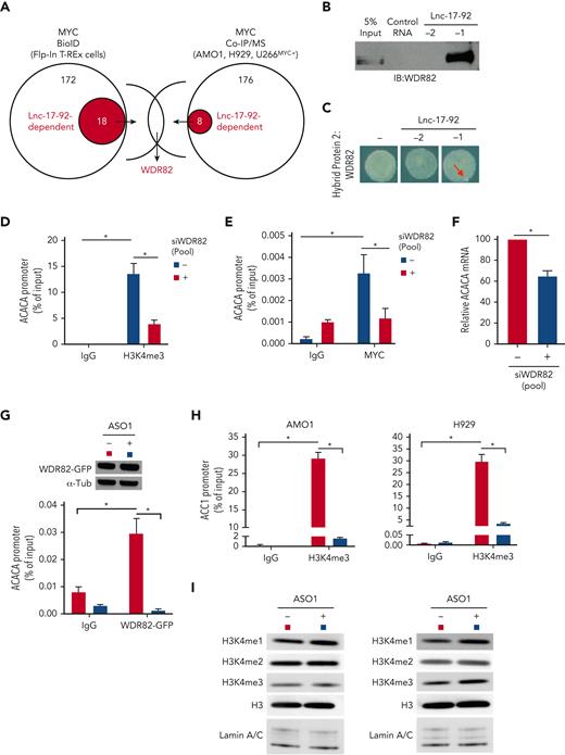 Lnc-17-92 mediates the assembly of a MYC-WDR82 transcriptional complex, leading to transcriptional and epigenetic activation of ACACA. (A) Schematic of integrated BioID and coimmunoprecipitation assay followed by mass-spectrometry analysis (Co-IP/MS) assays to explore the MYC-protein interacting network in the presence or absence of lnc-17-92 depletion. (B) Western blot analysis of WDR82 in RPPD material precipitated with lnc-17-92TV1 or lnc-17-92TV2 or with control RNA; 5% input is used as a reference. (C) RNA Y3H using WDR82 as hybrid protein 2 and, as hybrid RNAs, either a negative control RNA (−) or lnc-17-92TV1 or lnc-17-92TV2. Red arrows indicate yeast colony growth. (D) ChIP-qPCR analysis of H3K4me3 occupancy at ACACA promoter after silencing of WDR82 with a siRNA pool (n-4) in H929 (24-hour time point). Data are represented as % of input chromatin. (E) ChIP-qPCR analysis of MYC occupancy at the ACACA promoter after silencing of WDR82 with a siRNA pool (n-4) (24-hour time point). Data are represented as % of input chromatin. (F) qRT-PCR analysis of ACACA mRNA after silencing of WDR82 with a siRNA pool (n-4) (48-hour time point). Raw Ct values were normalized to GAPDH mRNA and expressed as ΔΔCt values calculated using the comparative cross threshold method. ACACA expression levels in cells transfected with NC were set as an internal reference. (G) ChIP-qPCR analysis of WDR82-GFP occupancy at the ACACA promoter in AMO1 exposed for 24 hours to gymnotic ASO1. Data are represented as % of input chromatin. Western blot analysis of WDR82-GFP from paired samples. α-Tubulin was used as the protein loading control. (H) ChIP-qPCR analysis of H3K4me3 occupancy at the ACACA promoter in AMO1 and H929 exposed for 24 hours to gymnotic ASO1. Data are represented as % of input chromatin. (I) Western blot analysis of H3, H3H3K4me1, H3H3K4me2, and H3H3K4me3 in AMO1 and H929 exposed for 24 hours to gymnotic ASO1. Lamin A/C was used as the protein loading controls (nuclear lysates). ∗P < .05, Student t test.