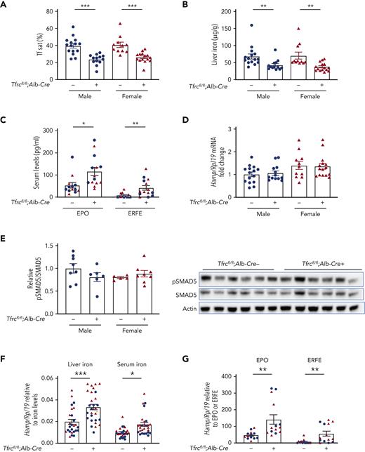 Hepatocyte Tfrc knockout mice (Tfrcfl/fl;Alb-Cre+) exhibit hypoferremia, reduced liver iron, and increased erythropoietic drive, without appropriate hepcidin suppression. Eight-week-old male (blue) and female (red) hepatocyte Tfrc knockout mice (Tfrcfl/fl;Alb-Cre+) and littermate controls (Tfrcfl/fl;Alb-Cre−) were analyzed for (A) serum transferrin saturation and (B) liver iron levels by colorimetric assays. (C) Serum EPO and ERFE protein levels were quantified by ELISA. (D) Livers were analyzed for Hamp relative to Rpl19 mRNA by qRT-PCR. (E) Livers were analyzed for pSMAD5 relative to total SMAD5 and actin protein by immunoblot and chemiluminescence quantitation. A representative immunoblot is shown. For panels D-E, the average of the control male mice was set to 1. (F) Hamp/Rpl19 mRNA was divided by liver iron content or serum iron content to normalize for the degree of iron overload and, (G) Hamp/Rpl19 mRNA was multiplied by serum EPO or ERFE levels to normalize for the degree of increased erythropoietic signals. For all graphs, individual data points are shown, and bars represent mean ± SEM. ∗P < .05, ∗∗P < .01, ∗∗∗ P < .001 relative to sex-matched Tfrcfl/fl;Alb-Cre− mice by the Student t test. ELISA, enzyme-linked immunosorbent assay; qRT, quantitative reverse transcription; SEM, standard error of the mean.