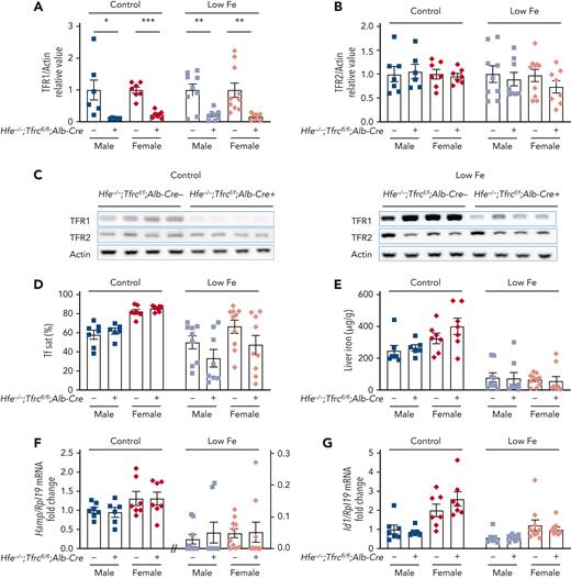 Deletion of hepatocyte Tfrc in Hfe knockout mice does not alter iron phenotype compared with Hfe single knockout mice. Four to 5-week-old male (blue) and female (red) double global Hfe knockout; hepatocyte Tfrc knockout mice (Hfe−/−;Tfrcfl/fl;Alb-Cre+) and littermate single Hfe knockout mice (Hfe−/−;Tfrcfl/fl;Alb-Cre−) were either maintained on a standard diet (control, ∼380 ppm iron) or low-iron diet (low Fe, 2-6 ppm iron) for 3 weeks. Livers were analyzed for (A,C) TFR1 and (B-C) TFR2 relative to total actin protein by immunoblot and chemiluminescence quantitation. For panels A-B, the average of the Hfe−/−;Tfrcfl/fl;Alb-Cre− mice for each sex and diet was set to 1. Representative immunoblots are shown. (D) Serum transferrin saturation and (E) liver iron levels were analyzed by colorimetric assays. Livers were analyzed for (F) Hamp and (G) Id1 relative to Rpl19 mRNA by qRT-PCR. For panels F-G, the average of the Hfe−/−;Tfrcfl/fl;Alb-Cre− male mice on the standard diet was set to 1. For all graphs, individual data points are shown, and bars represent mean ± SEM. ∗P < .05, ∗∗P < .01, ∗∗∗ P < .001 relative to diet- and sex-matched Hfe−/−;Tfrcfl/fl;Alb-Cre− mice by the Student t test. qRT, quantitative reverse transcription; SEM, standard error of the mean.