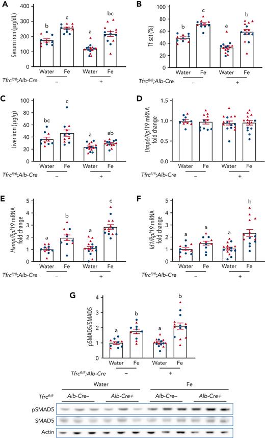 Acute serum iron loading by oral gavage of iron induces higher hepcidin expression in Tfrcfl/fl;Alb-Cre+mice compared with Tfrcfl/fl;Alb-Cre−mice. Seven-week-old male (blue) and female (red) Tfrcfl/fl;Alb-Cre+ mice and littermate controls (Tfrcfl/fl;Alb-Cre−) were maintained on a low-iron diet (2-6 ppm iron). After 12 days, mice were orally gavaged with 2 mg/kg elemental iron (as ferrous sulfate) or distilled water. After 5 hours, (A) serum iron, (B) serum transferrin saturation, and (C) liver iron levels were analyzed by colorimetric assays. Livers were analyzed for (D) Bmp6, (E) Hamp, and (F) Id1 relative to Rpl19 mRNA by qRT-PCR. (G) Liver pSMAD5 relative to total SMAD5 and actin protein were analyzed by immunoblot and chemiluminescence quantitation. A representative immunoblot is shown. For panels D-G, the average of the water-treated control mice was set to 1. For all graphs, individual data points are shown, and bars represent mean ± SEM. Data were analyzed by two-way analysis of variance with Tukey post hoc test. Means without a common superscript differ significantly (P < .05). qRT, quantitative reverse transcription; SEM, standard error of the mean.