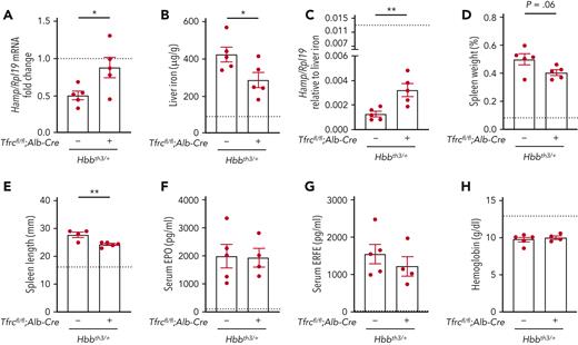 Deletion of hepatocyte Tfrc ameliorates hepcidin suppression and liver iron overload in β-thalassemic mice. Six-week-old littermate female double-mutant hepatocyte Tfrc knockout thalassemia mice (Hbbth3/+;Tfrcfl/fl;Alb-Cre+), thalassemia mice (Hbbth3/+;Tfrcfl/fl;Alb-Cre−), and nonthalassemic controls (Hbb+/+;Tfrcfl/fl;Alb-Cre−, represented by dotted line) were analyzed for (A) Hamp relative to Rpl19 mRNA by qRT-PCR. The average of the nonthalassemic control mice was set to 1. (B) Liver iron levels were analyzed by colorimetric assay. (C) Hamp/Rpl19 mRNA was divided by liver iron content to normalize for the degree of iron overload. (D-E) Spleens were measured for (D) weight divided by total body weight and (E) length. (F) Serum EPO and (G) ERFE protein levels were quantified by ELISA. (H) Hemoglobin levels were analyzed by CBC. For all graphs, the average of the nonthalassemic group is shown as a dotted line. For other genotypes, individual data points are shown, and bars represent mean ± SEM. ∗P < .05, ∗∗P < .01 for Hbbth3/+;Tfrcfl/fl;Alb-Cre+ mice relative to Hbbth3/+;Tfrcfl/fl;Alb-Cre− mice by the Student t test. ELISA, enzyme-linked immunosorbent assay; qRT, quantitative reverse transcription; SEM, standard error of the mean.