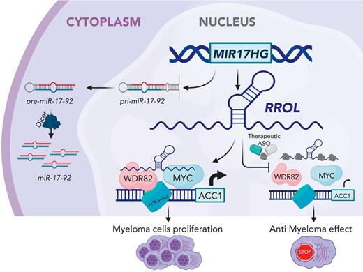 RROL is transcribed from MIR17HG lncRNA and mediates the assembly of the MYC-WDR82 protein complex and promotes its occupancy in the promoter region of the ACC1 gene, leading to the expression of ACC1 and to the proliferation of MM cells. Therapeutic antisense oligonucleotides (ASOs) against RROL expression dismantle the RROL-MYC-WDR82-ACC1 complex, resulting in an antiproliferation effect for MM cells. Created with BioRender.com.