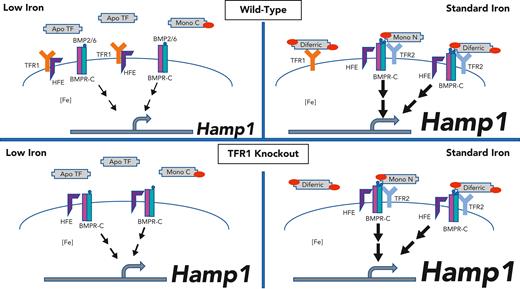 Proposed model. Top panels: wild-type mice. Bottom panels: Tfr1 hepatocellular knockout mice. Left: low plasma iron conditions. Right: standard iron conditions. Under low iron conditions (left), plasma monoferric C and apo TF predominate. TFR1 is highly expressed. HFE is sequestered by TFR1, preventing HFE from interacting with the BMP receptor complex (BMPR-C). TFR2 is destabilized. Hamp expression is low. Under standard iron conditions (right), plasma diferric TF and monoN TF are relatively increased. TFR1 expression is low. HFE is freed from TFR1 to interact with the BMPR-C. TFR2 is stabilized and also contributes to Hamp expression. In the hepatocellular TfR1 knockout model, the absence of TFR1 prevents the sequestration of HFE as a function of diferric transferrin, resulting in excess hepcidin in both low and standard iron states. Regulation by TFR2 remains intact.