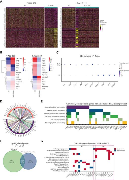 E4-ECs in contact with T-ALL establish a maladapted niche and acquire TEC-like features. (A) Heat map of the top 50 up- and downregulated genes from single-cell RNA-Seq in ECs alone or after coculture with T-ALL elements in both RO2 and 3119 PDX models. (B) Heat map depicting the pathway activity levels determined using the PROGENy tool applied to single-cell RNA-Seq data of E4-ECs cultured alone or in coculture with 3119 and RO2 T-ALL cells. (C) Dot plot displaying expression levels for a set of genes of interest (DLL1, JAG1, CD34, ETS1, ETS2, IGFBP4, IGFBP7, CD63, CD9, and S100A10) in E4-ECs that were cultured alone or in coculture with RO2 and 3119 T-ALL elements. The dot size encodes the percentage of cells expressing each gene, and the color encodes the average expression level across all cells. Expression levels were measured using the log-normalized counts. (D) Circos plot of ligand-receptor interaction obtained through the CellPhoneDB package on the RO2 PDX model, based on the relative expression level measured by single-cell RNA-Seq. Only the significant associations between ligands and receptors (on either the T-ALL or the EC side) are depicted. (E) List of a set of genes commonly upregulated by tumor endothelial cells (TECs) (vs normal ECs) and by E4-ECs cocultured with T-ALL cells (vs cultured alone) (see panel F). The list of processes and functions involving each gene was derived from the NDEx Biological Network Repository. (F) Venn diagram showing a comparison of genes upregulated in TECs vs normal E4-ECs (green circle) and in educated vs naive E4-ECs (blue circle). P value was calculated using a hypergeometric test. (G) List of a set of genes up- or downregulated by E4-ECs and T-ALL cocultured vs cultured alone in common between the 2 PDX models (RO2 and 3119) (supplemental Figure 4I). The direction of the differences is color-coded (blue, downregulated; red, upregulated). The list of processes and functions involving each gene was derived from the NDEx Biological Network Repository. IL-2, IL-6, interleukins 2 and 6.