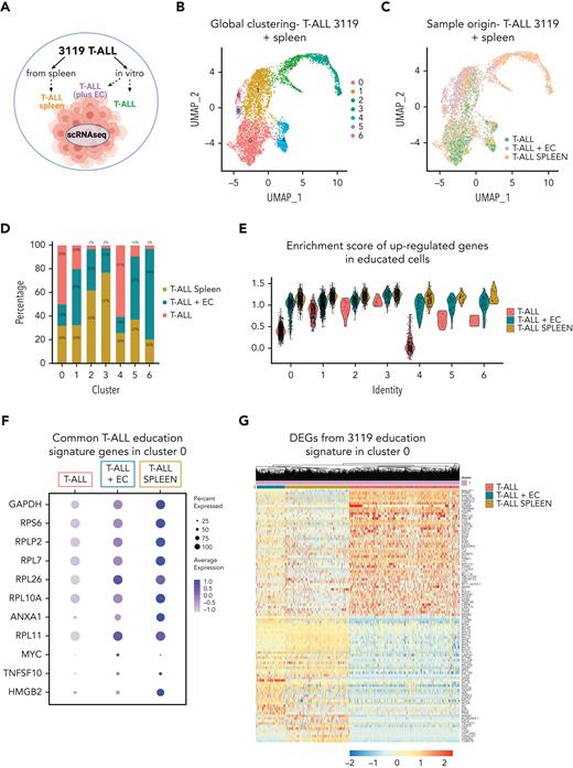 In vitro EC-cocultured T-ALL cells mirror in vivo T-ALL cells. (A) Schematic representation of the single-cell RNA-Seq analysis of 3119 T-ALL cells. Cells that were either cultured alone or cocultured with E4-ECs in vitro for 5 days were sequenced and combined with T-ALL cells freshly harvested from the spleen of a 3119 PDX mouse. (B) UMAP plot of the single-cell RNA-Seq data derived from panel A, color-coded by cluster identity. (C) UMAP plot of the single-cell RNA-Seq data derived from panel A, color-coded by sample origin. (D) Bar plot showing the proportions of in vitro and in vivo T-ALL cells (panel A) based on cluster identity. (E) Violin plots showing the enrichment score of the education signature derived from the in vitro experiment with the 3119 PDX model (Figure 3D). In vitro EC-cocultured and splenic T-ALL cells displayed similar enrichment across all clusters. (F) Dot plot displaying expression levels for a set of genes in common between RO2 and 3119 T-ALL “educated” elements (Figure 4G, T-ALL genes) in ex vivo splenic T-ALL cells compared with in vitro T-ALL elements (E4-ECs cocultured and cultured alone). The expression of these genes was very similar in splenic and E4-EC-cocultured T-ALL cells compared with T-ALL cultured alone, demonstrating that in vitro EC-educated elements are more similar to those freshly harvested ex vivo. The dot size encodes the percentage of cells expressing each gene, and the color encodes the average expression level across all cells. Expression levels were measured using the log-normalized counts. (G) Heat map of the genes from the 3119 “education signature” (Figure 3D) applied to cluster 0 from panel B containing enough cells from all 3 compartments (in vitro T-ALL cultured alone vs with E4-ECs and ex vivo splenic T-ALL). Cell proportions in cluster 0 are found in panel D. T-ALL cells from the spleen are clustered together with EC-cocultured T-ALL cells, based on the expression of the education signature. DEG, differentially expressed genes.