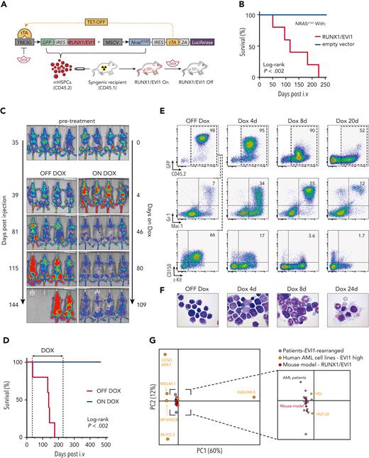 Development of preclinical models of EVI1-rearranged AML. (A) Schematic outline of the generation of a transplantation-based RUNX1/EVI1-driven mouse model allowing controllable oncogene expression. (B) Kaplan-Meier survival analysis of mice transplanted with mHSPCs expressing NrasG12D combined with either vector control or RUNX1/EVI1 (n ≥ 5). (C) Bioluminescence imaging of mice transplanted with RUNX1/EVI1-expressing leukemia cells that received either Dox treatment (4 mg/mL) or regular drinking water. (D) Kaplan-Meier survival analysis of mice transplanted with RUNX1/EVI1-expressing leukemia cells that received Dox treatment (4 mg/mL) compared with untreated controls (n = 5). (E) Flow cytometric analyses of BM-derived leukemia cells of mice transplanted with RUNX1/EVI1-expressing leukemia cells that received Dox treatment (4 mg/mL) compared with untreated controls. Relative amounts of GFP+CD45.2+ donor cells were quantified and further characterized toward their immunophenotype. (F) BM cytospins of mice transplanted with RUNX1/EVI1-expressing leukemia cells at indicated time points upon Dox treatment (4 mg/mL) compared with untreated controls. (G) Principal component analysis of the gene expression of human EVI1-expressing AML cell lines (n = 7), human patients with AML harboring EVI1 rearrangements (n = 12) and murine leukemia models expressing RUNX1/EVI1 (n = 6).