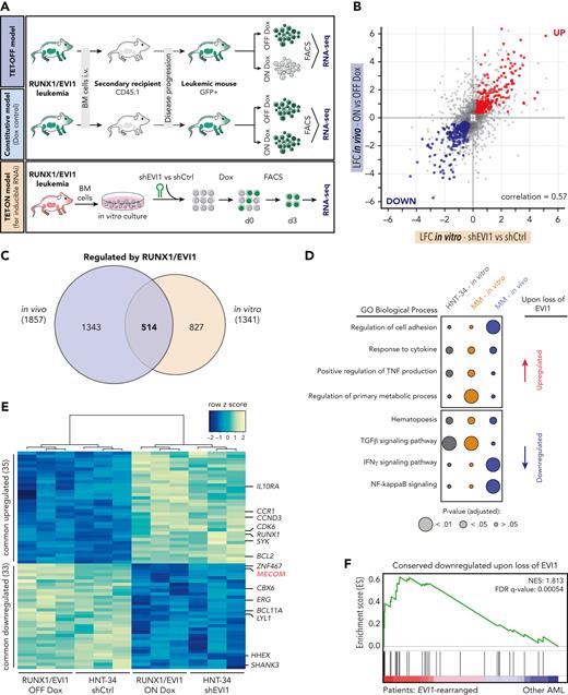 EVI1 regulates a common core of transcriptional targets in human and murine AML. (A) Schematic outline of the workflow to investigate RUNX1/EVI1-dependent transcriptional programs. For in vivo studies, GFP-positive leukemia cells from primary recipient animals driven by NrasG12D and regulatable (TET-OFF model) or constitutive RUNX1/EVI1 (Dox control model) were transplanted into secondary recipients. After initial engraftment, mice were treated with Dox (4 mg/mL) for 3 days or kept untreated. GFP+CD45.2+cKit+Mac1− cells were sorted, and gene expression was analyzed by RNA-seq (n ≥ 3). For in vitro studies, BM-derived leukemia cells driven by constitutive RUNX1/EVI1, NrasG12D and expressing rtTA3 (TET-ON model) were cultivated and biological triplicates of cells were transduced with inducible shRNA vectors targeting RUNX1/EVI1 (shEVI1.2658) or nontargeting (shRen.713) control. Gene expression was analyzed upon purifying cells by fluorescence-activated cell sorter 3 days post Dox-mediated (0.5 μg/mL) GFP/shRNA induction. (B) Scatter plot showing log2-FCs (LFCs) of significantly deregulated (adjusted P < .05) genes (gray dots) in leukemia cells 3 days upon Dox-mediated RUNX1/EVI1 knockdown in vitro compared with nontargeting control (x-axis) vs Dox-mediated RUNX1/EVI1 repression in vivo (y-axis). Red dots represent commonly upregulated genes. Blue dots represent commonly downregulated genes. (C) Venn diagram illustrating significant (adjusted P < .05) transcriptional changes 3 days upon shRNA-mediated RUNX1/EVI1 knockdown in vitro and Dox-mediated RUNX1/EVI1 repression in vivo in murine leukemia cells. (D) GO term enrichment analyses of gene sets deregulated upon EVI1 or RUNX1/EVI1 shutdown in human and murine leukemia in vitro or in vivo. (E) Heatmap of the 68 commonly upregulated and downregulated genes of human HNT-34 cells upon EVI1 knockdown and BM-derived murine RUNX1/EVI1-driven leukemia cells upon Dox-mediated fusion protein repression (adjusted P < .05). (F) Gene set enrichment analysis illustrating the enrichment of the genes that are downregulated upon loss of EVI1 in human patients with AML with EVI1 rearrangements. IFN-γ, interferon gamma; NES, normal enrichment score; NF, nuclear factor; TGFβ, transforming growth factor β; TNF, tumor necrosis factor.