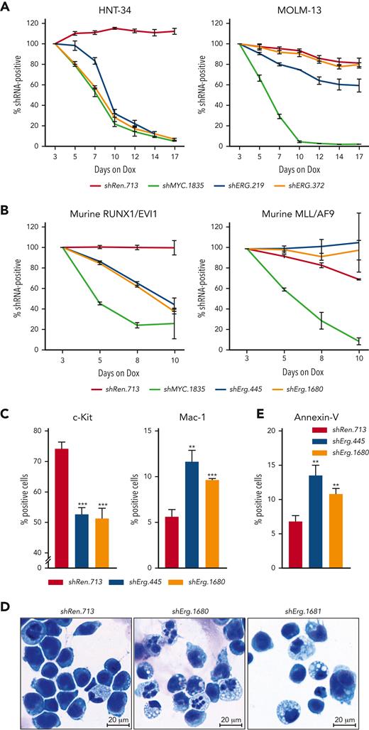 ERG is a selective dependency in EVI1-driven AML. Competitive proliferation assays, showing as the percentage of IRFP670-positive cells expressing indicated shRNAs over time. Nontargeting shRen.713 and essential shMYC.1835 were used as negative and positive controls, respectively (mean ± SD; n = 3). (A) Competitive proliferation assay using human AML cell lines. (B) Competitive proliferation assay using RUNX1/EVI1-driven vs MLL/AF9-driven murine leukemia cells. (C) Flow cytometric analyses of murine RUNX1/EVI1-driven leukemia cells 7 days post Dox-mediated shRNA induction (mean ± SD; n = 3). Quantification of c-Kit and Mac-1 surface marker expression. (D) Representative cytospin images of purified murine RUNX1/EVI1-driven leukemia cells expressing indicated shRNAs 10 days post Dox-mediated shRNA induction. (E) Flow cytometric analyses of murine RUNX1/EVI1-driven leukemia cells 7 days post Dox-mediated shRNA induction (mean ± SD; n = 3). Quantification of annexin V-positive cells.
