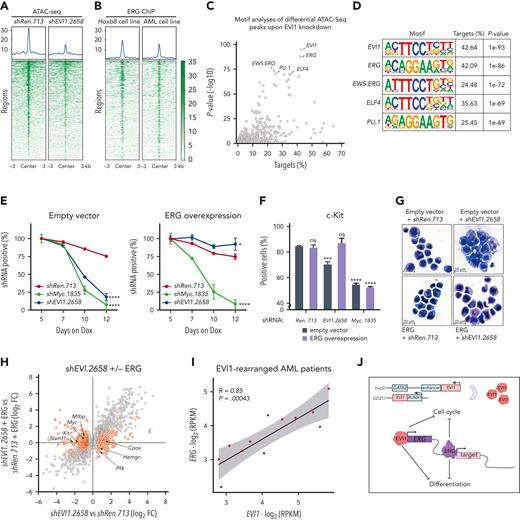 ERG is a critical mediator of EVI1-driven leukemogenesis. (A) Density maps of ATAC-seq peaks in murine RUNX1/EVI1 leukemia cells without (shRen.713) or with shRNA-mediated knockdown of EVI1 (shEVI1.2658); shown are RUNX1/EVI1 target genes that were found downregulated both upon shRNA-mediated RUNX1/EVI1 knockdown in vitro and upon Dox-mediated RUNX1/EVI1 withdrawal in vivo. (B) Density maps of ERG binding in reanalyzed ChIP-seq data from Hoxb8-expressing hematopoietic progenitor cells61 and murine MLL/AF9-driven leukemia cells62; shown are the same genes as in panel A. (C) Transcription factor motif enrichment analysis within sequences of ATAC-seq peaks identified in panel A. Gray dots depict transcription factor motifs. The x-axis depicts the percentage of sequences with transcription factor motif. The y-axis depicts the (−log10)-transformed P value significance compared with random background sequences. (D) Illustration of the top 5 enriched transcription factor motifs. (E) Knockdown-rescue studies of EVI1. Competitive proliferation assay of murine RUNX1/EVI1-driven leukemia cells expressing indicated shRNAs in the presence of Dox (0.5 μg/mL) that were cotransduced with either empty vector control (left) or ERG complementary DNA (right) (mean ± SD; n = 3). (F) Quantification of the progenitor marker c-Kit using flow cytometry in murine RUNX1/EVI1-driven leukemia cells 5 days post Dox-mediated shRNA induction (mean ± SD; n = 3). (G) Representative cytospin images of murine RUNX1/EVI1-driven leukemia cells expressing indicated shRNAs and expression constructs. (H) Gene expression analysis 5 days upon RUNX1/EVI1 knockdown vs nontargeting control in the presence or absence of ectopic ERG expression. Gray dots illustrate genes with significantly changed expression (adjusted P < .1) upon RUNX1/EVI1 knockdown. Orange dots highlight rescued genes (opposing log2 FC or adjusted P > .1) (n = 3). (I) Pearson correlation of EVI1 and ERG normalized expression values in human patients with AML with EVI1 rearrangements. (J) Proposed model of EVI1-driven leukemogenesis. Aberrant EVI1 expression, due to chromosomal rearrangements, drives aberrant ERG overexpression that blocks cellular differentiation and affects cell cycle regulation. RPKM, reads per kilobase million.