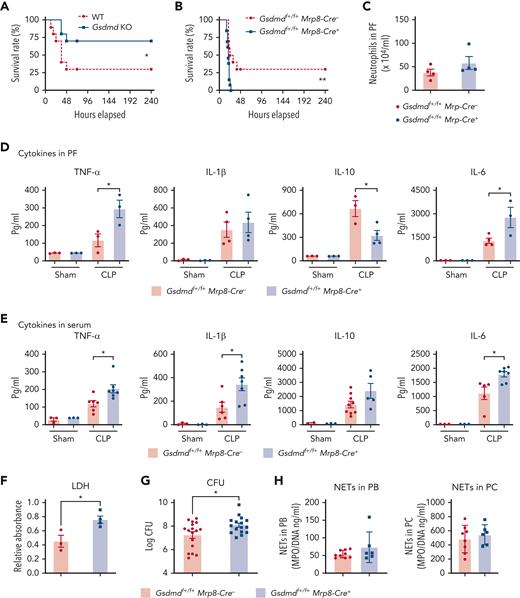 Disruption of neutrophil GSDMD does not protect the host from sepsis. (A) Polymicrobial sepsis was induced in WT and Gsdmd KO mice (N = 10/group) via CLP, and survival was monitored for up to 10 days. (B) Survival of neutrophil-specific–conditional KO mice and their counterparts during sepsis. Gsdmdflox/floxMRP8-Cre+ (N = 13) and WT counterpart mice (N = 10) were subjected to polymicrobial sepsis using CLP. The survival was monitored. Data were analyzed using the log-rank (Mantel-Cox) test. (C-H) Sepsis was induced in Gsdmdf+/f+MRP8-Cre+ and littermate WT control Gsdmdf+/f+MRP8-Cre- mice via CLP. Twelve hours after CLP, mice were euthanized to collect PF and serum. (C) Neutrophil recruitment to the peritoneal cavity as measured by flow cytometry. (D) Cytokines (TNF-α, IL-1β, IL-10, and IL-6) in cell-free PF. (E) Cytokines in serum. (F) Lactate dehydrogenase levels in PF. (G) The bacterial burden in the PF was quantified. (H) NETs production in peripheral blood and peritoneal cavity. Data are presented as mean ± SEM. The log-rank (Mantel-Cox) test was used to analyze survival differences between groups. In other graphs, t-test was used to compare the means. ∗P < .05; ∗∗P < .01. CFU, colony forming units; LDH, lactate dehydrogenase; PC, peritoneal cavity; PF, peritoneal lavage fluid; SEM, standard error of the mean.