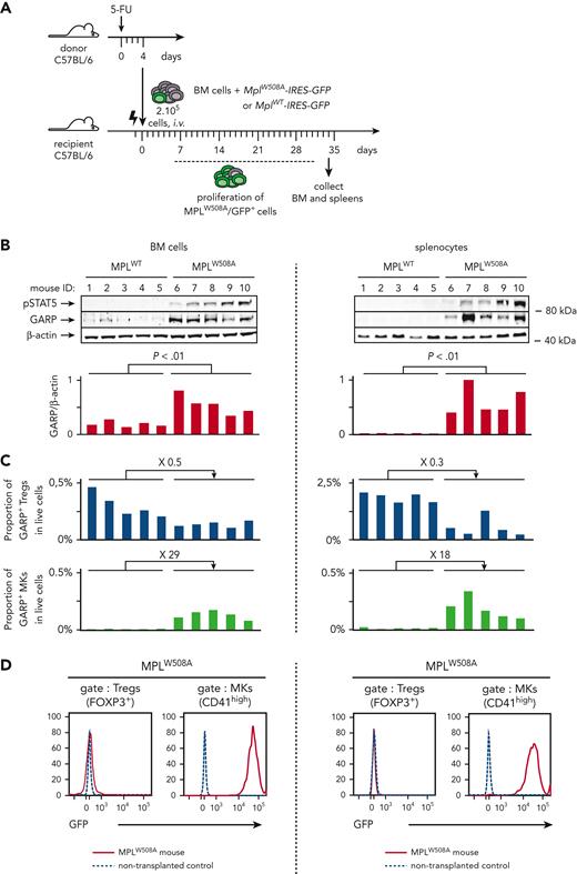 GARP protein is increased in murine PMF and is expressed exclusively on MKs and Tregs. (A) Schematic representation of the experimental design. BM cells were isolated from 5-FU-treated donor mice, transduced with a retrovirus encoding MPLW508A or MPLWT and transplanted into lethally irradiated recipient mice (n = 5 mice/group). BM cells and splenocytes were isolated from MPLW508A or MPLWT control mice 34 days after transplantation. (B) Western blot analyses of BM cells and splenocytes with antibodies against GARP, pSTAT5, or β-actin. Bar graphs show quantification of enhanced chemiluminescence signals. P values were calculated using a two-tailed Student t test. (C) Proportions of GARP+ Tregs and GARP+ MKs in live single cells, as determined by flow cytometry. Fold differences between mean proportions in MPLW508A and MPLWT mice are indicated above bar graphs. (D) Histograms showing GFP expression on Tregs and MKs in the BM and spleen from 1 representative MPLW508A mouse. Cells from a C57BL/6 mouse that did not undergo transplantation were used as negative controls. The experiment is representative of at least 3 other independent experiments.