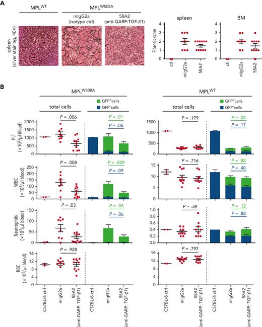 Blocking anti-GARP:TGF-β1 mAbs reduces fibrosis and tumor burden in murine PMF. MPLW508A and MPLWT control mice, generated as indicated in Figure 1, were injected IP weekly with the indicated mAbs, starting 1 day before transplantation of the transduced BM cells (n = 8-10 mice per group). C57BL/6 mice that did not undergo transplantation served as additional controls (ctrl). Blood was taken on day 28 and mice were euthanized on day 34 to collect femurs and spleens. (A) Histological assessment of fibrosis in sections of paraffin-embedded spleens and femurs after silver staining. Representative sections are shown on the left. Fibrosis scores, corresponding to reticulin staining grades expressed on a modified Bauermeister scale,28 are indicated on the right. Data points: scores in individual mice; horizontal bars: mean + SEM per group. (B) Blood cell counts and GFP expression were determined using a hematological analyzer and flow cytometry. Data points on the left: blood cell counts in individual mice; horizontal bars: mean + SEM per group. Stacked bar graphs on the right: mean + SEM of GFP+ and GFP- cells. Data from 1 of at least 4 independent experiments. P values calculated using a two-tailed Student t test. SEM, standard error of the mean.