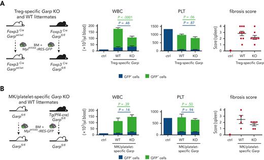 Absence of GARP:TGF-β1 complexes on Tregs, but not on MKs, reduces fibrosis and tumor burden in PMF mouse models. (A) BM cells were isolated from 5-FU-treated Foxp3Cre × Garpwt/wt mice or Foxp3Cre × Garpfl/fl mice, transduced with a retrovirus encoding MPLW508A, and transplanted into irradiated recipient mice of the same genotype as the donor mice (n = 8-9 mice per group). C57BL/6 mice that did not undergo transplantation were used as controls. Blood was taken on day 28 and mice were euthanized on day 34 to collect femurs and spleens. Blood cell counts, GFP expression, and spleen fibrosis were measured as indicated in Figure 2. Data points: values in individual mice; horizontal lines: mean ± SEM per group; stacked bars: mean + SEM. P values were calculated using a two-tailed Student t test. (B) Same as in (A), except that BM cells were isolated from Garpfl/fl or Tg(Pf4Cre) × Garpfl/fl mice and transplanted into irradiated Garpfl/fl recipients (n = 4-6 mice per group).