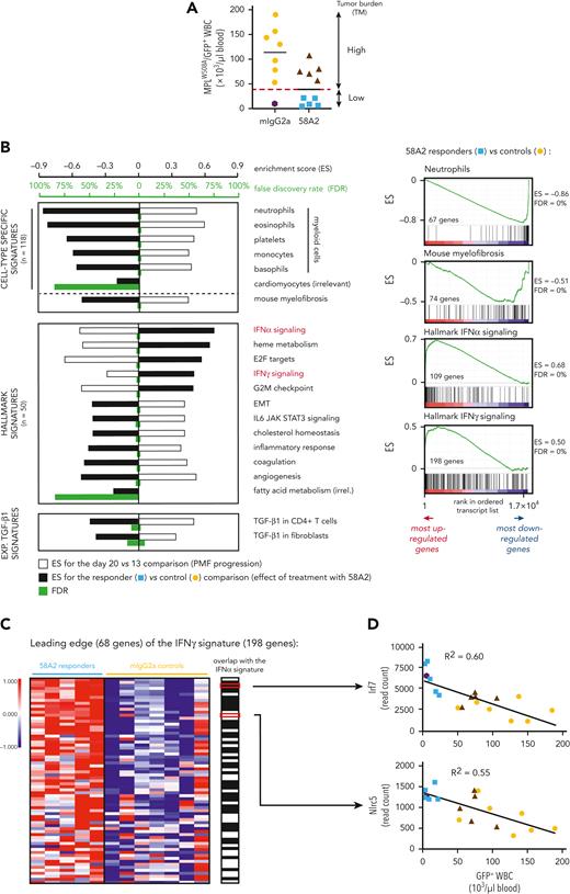 Anti-GARP:TGF-β1 mAbs induce an IFNγ signature in murine PMF. (A) MPLW508A/GFP+ WBC counts on day 34 in mice from experiment in Figure 2. Data points: individual mice; horizontal lines: median + SEM per group. MPLW508A mice responding to 58A2 (n = 5, blue symbols) are defined as mice with a low tumor burden (cut-off: median MPLW508A/GFP+ WBC counts in the 58A2 group). Controls correspond to nontreated (mIgG2a) MPLW508A mice with a high tumor burden (n = 7, orange symbols). (B) GSEA of RNAseq data from spleens collected from MPLW508A mice on days 13, 20, or 34. White bars: ES of the indicated signatures in the list of transcripts ordered by mean fold-change between day 20 and 13 in nontreated controls. Black bars: ES in transcripts ordered by mean fold-change between 58A2 responders and non-treated controls. Green bars: FDR obtained by calculating ES for 1000-gene-set permutations. Right panel shows representative GSEA plots, with black vertical bars indicating position of genes from various gene sets in the ordered transcript list for the responder vs control comparison. EMT, epithelial mesenchymal transition. (C) Heatmap representation of the expression of genes in the leading edge of the IFNγ response signature. Each row represents a gene and each column a mouse. Black boxes on the right indicate genes that are also present in IFNα response signature. (D) Correlation between expression of IFN-induced genes by RNAseq analysis and number of MPLW508A/GFP+ WBCs in all mice.