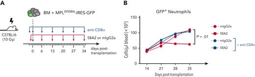 Therapeutic efficacy of anti-GARP:TGF-β1 mAb in murine PMF requires T cell function. (A) Recipient mice were transplanted with transformed MPLW508A/GFP+ cells and injected IP weekly with 58A2 and/or anti-CD8α mAbs at the time points indicated. Blood samples were collected weekly starting on day 14 for blood cell count and flow cytometry. Mice were euthanized on day 35. (B) Counts of GFP+ blood neutrophiles during PMF progression. Data points: mean values per group (n = 6-8 mice per group). P values were calculated with a repeated measure analysis of variance.