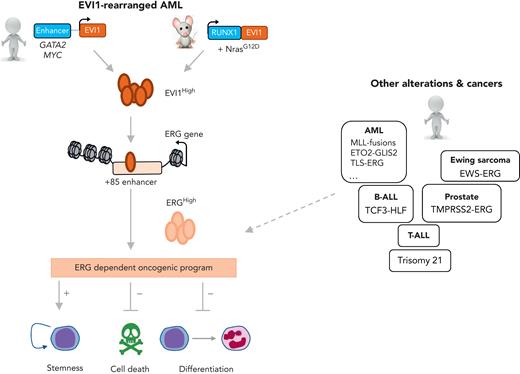 Ecotropic virus integration site-1 (EVI1)-rearranged acute myeloid leukemia (AML) joins the club of ERG-dependent alterations and cancers. In this issue of Blood, Schmoellerl et al have studied 2 EVI1-driven human and murine leukemia models (EVI1High). They showed that EVI1 binds and regulates the open chromatin state at the ERG gene, leading to high expression of this E-twenty six (ETS) transcription factor. ERG enforces an oncogenic program, including self-renewal and survival properties associated with hematopoietic differentiation blockade. Some of the other genetic alterations and human cancers associated with high ERG expression or dependency are indicated on the right side, including different molecular subgroups of AML, B-cell acute lymphoblastic leukemia (B-ALL), T-cell acute lymphoblastic leukemia (T-ALL), Ewing sarcoma, and prostate cancer. MLL, mixed lineage leukemia; RUNX1, runt-related transcription factor 1.