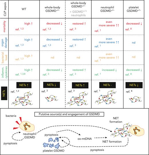 Comparison of major findings on various genetic models of GSDMD deficiency on the course of CLP sepsis. Whole-body or neutrophil-only and platelet-only knockout (−/−) mice were studied. In some animals transfer of GSDMD-expressing neutrophils (+/+) was performed. −, none or unchanged parameter; ↑, increased; ↓, decreased; Inflamm., proinflammatory; ox-mtDNA, oxidized mitochondrial DNA; ref., reference; nd, not determined.