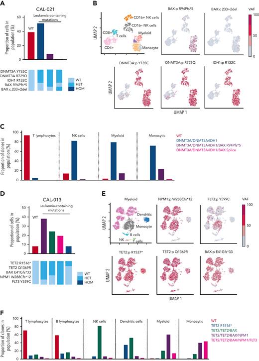 BAX variants are observed in leukemic cell populations. (A) Proportion of cells in CAL-021 at relapse identified as WT or containing leukemia-associated mutations (top). Clones with leukemia-containing mutations are listed in decreasing order. Schematic of mutation zygosity for each clone (bottom). (B) Two-dimensional UMAP plot of CAL-021 at relapse showing specific phenotypic populations based on antibody tags. CAL-021 cells clustered into four main blood cell compartments including myeloid and monocytic blast populations is shown (top left). The remaining 5 UMAP plots are colored according to the genotype of each individual DNA variant. (C) Proportion of each mutant clone in CAL-021 observed at relapse within specified blood cell lineages. (D) Proportion of cells in CAL-013 after one week of venetoclax treatment identified as WT or containing leukemia-associated mutations (top). Clones with leukemia-containing mutations are listed in decreasing order. Schematic of mutation zygosity for each clone (bottom). (E) Two-dimensional UMAP plot of CAL-013 after one week of venetoclax treatment according to specific phenotypic populations identified by antibody tags. Cells clustered into six major blood cell compartments, including myeloid and monocytic blast populations (top left). The remaining five UMAP plots are colored according to the genotype of each DNA variant detected. (F) Percentages of each mutant clone observed in CAL-013 after 1 week of venetoclax treatment in specified blood cell lineages. HET, heterozygous; HOM, homozygous; NK, natural killer.