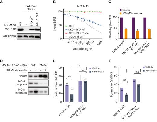 The BAX P168A variant impairs BAX translocation and confers resistance to venetoclax in vitro and in vivo. (A) Expression of BAX P168A in BAX/BAK DKO MOLM-13 cells. Western blot showing BAX expression levels in MOLM-13 WT, BAX/BAK DKO (−) cells, or BAX/BAK DKO engineered to express BAX WT or BAX P168A upon transduction with retroviral expression constructs. (B) Sensitivity of BAX/BAK DKO plus BAX P168A cells to venetoclax. The indicated MOLM-13 cell lines (BAX/BAX DKO, BAX/BAX DKO + BAX WT, BAX/BAX DKO + BAX P168A, and parental MOLM13 WT) were treated with increasing concentrations of venetoclax (0.05-5 μM) for 24 hours and cell viability determined by annexin V/4′,6-diamidino-2-phenylindole staining and flow cytometry. Data are means ± standard error of the mean of 3 independent experiments. (C) BAX P168A does not have dominant-negative activity. BAX WT or BAX P168A was retrovirally expressed in MOLM-13 WT cells and cells treated with 500 nM venetoclax for 24 hours. Cell viability was determined by annexin V/4′,6-diamidino-2-phenylindole staining and flow cytometry. Data are means ± standard error of the mean of 2 independent experiments. (D) The BAX P168A mutation reduces MOM translocation and integration of BAX. MOLM-13 DKO cells expressing BAX WT or BAX P168A were pre-incubated with 25 μM Q-VD-OPh for 1 hour and then treated with 500 nM venetoclax. After 5 hours, cells were subjected to carbonate extraction and fractions run on sodium dodecyl sulfate polyacrylamide gel electrophoresis and immunoblotted for BAX. The results are representative of 3 independent experiments. (E-F) MOLM-13 BAX P168A cells are resistant to venetoclax in vivo. Irradiated NSG mice were transplanted with 5 × 105 MOLM13 WT or MOLM13 BAX/BAK DKO cells expressing BAX P168A. On day 4 posttransplant, cohorts of 3 mice were treated with vehicle or venetoclax 75 mg/kg gavage weekdays for 2 weeks. Cohorts were euthanized and human CD45+ cells in BM and peripheral blood enumerated by flow cytometry. Error bars represent SD of 3 mice per treatment arm.