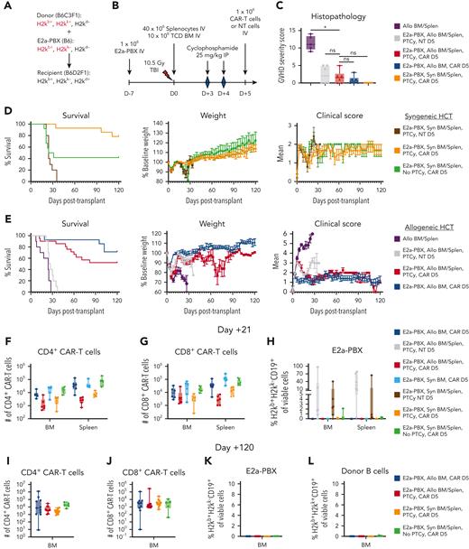 Integration of anti-CD19 CAR T cells early after PTCy (day +5). (A) Donor (B6C3F1), E2a-PBX leukemia (B6), and recipient (B6D2F1) cells have differing MHC haplotypes, allowing their delineation based on expression of H2kb, H2kk, and H2kd. (B) Treatment schema. Mice in treatment groups not receiving leukemia, CAR T cells, NT T cells, or PTCy received vehicle on the indicated day (D). (C) Histopathologic scores of GVHD severity at day +21 post transplant. Statistical testing was performed with one-way ANOVA followed by the Holm-Sidak post hoc test on natural logarithmically transformed data using the Allo BM/Splen, PTCy, CAR D5 group as the reference. ∗P < .05. (D-E) Survival, weights, and clinical scores for (D) syngeneic (B6C3F1→B6C3F1) or (E) allogeneic (B6C3F1→B6D2F1) HCT. (F-G) Total numbers at day +21 of (F) CD4+ or (G) CD8+ T cells that were CAR+ as measured by Protein-L staining and gated on viable donor T-cell subsets. (H) Percentages at day +21 of viable cells that were E2a-PBX leukemia. (I-J) All mice in D-E surviving to day +120 were assessed for the frequency of (I) CD4+ and (J) CD8+ CAR T cells, (K) E2a-PBX leukemia, and (L) donor (H2kk+H2kb+) CD19+ B cells, revealing persistence of CAR T cells, clearance of leukemia, and persistent donor B-cell aplasia. Combined results from 4 independent experiments are shown for panels D, E, and I to L (numbers/group shown in supplemental Table 2) and 2 independent experiments (n = 3 per group per experiment) for panels C, F, G, and H. BM, bone marrow; D, day; IP, intraperitoneal; IV, intravenous; ns, not statistically significant (P ≥ .05); Splen, splenocytes; TBI, total body irradiation; TCD, T-cell–depleted.