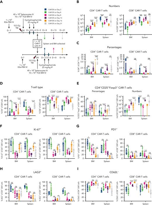 CAR T cells given on day 0 compared with day +5 have higher early expansion associated with a more activated phenotype. (A) To study fresh CAR T cells but also remove any confounder of differences between different CAR T-cell products, 2 separate transplantations were aligned such that on the same day mice in 1 transplantation received CAR T cells on day 0 and mice in the other transplantation received on day +5 cells from the same CAR T-cell product. Splenocytes for transduction came from CD45.1+CD45.2+ B6C3F1 mice to most definitively separate CAR+ (Protein-L+CD45.1+) from graft-derived (CD45.1−) T cells as wild-type (CD45.1−CD45.2+) B6C3F1 mice were used for the splenocytes and bone marrow for transplant. Recipient mice were euthanized and assessed by flow cytometry 3, 8, or 16 days post infusion of CAR T cells. (B-D) Shown are (B) total numbers and (C) percentages of viable donor CAR T cells at each time point as well as (D) the relative distribution of CD4+ vs CD8+ CAR T cells. CAR T cells administered on day 0 had better early expansion 3 days post infusion, whereas CAR T cells administered on day +5 had better expansion at 8 and 16 days post infusion, particularly within the CD4+ CAR T cells. (E) More robust recovery of CD4+ CAR T cells with a regulatory T-cell phenotype (CD25+Foxp3+) was seen in mice receiving CAR T cells on day +5. (F) CAR T cells given on day 0 had similar to higher proliferation at all time points. (G-H) Most consistently seen within the spleen, there was significantly higher PD1 and LAG3 expression at early time points for CAR T cells given on day 0 compared with on day +5. (I) Greater differentiation (higher CD62L−) was seen at 8 and 16 days after infusion for CAR T cells given on day 0 vs CAR T cells given on day +5. Combined results of 2 independent experiments are shown with n = 5 mice per group per experiment. Data underwent natural logarithmic (total numbers) or arcsin (percentages) transformation prior to t test. ∗P < .05, ∗∗P < .01, ∗∗∗P < .001, ∗∗∗∗P < .0001.