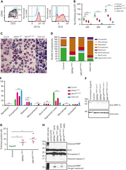 Characterization of iPSC-derived neutrophil granulocytes. (A) Flow cytometric analysis of control iPSC-derived neutrophil granulocytes at day 29. Experiment performed in triplicate. (B) Quantification of live floating cells per 6 iPSC colonies (per well), determined at indicated time points during differentiation. For control, SRPRA+/MUT, and SRP19MUT/MUT, 2 biological replicates (2 different clones) are presented as mean of 3 independent experiments. For HAX1-knockout (KO) the mean of 1 clone of 3 independent experiments is presented. Statistical analysis using 2-way analysis of variance (ANOVA) followed by Dunnett multiple comparisons test. ∗∗P < .0032 and ∗∗∗∗P < .0001. (C) Light microscopy of control, SRPRA+/MUT, SRP19MUT/MUT, and HAX1-KO iPSC-derived myeloid cells stained with May-Grünwald Giemsa stain at day 29. (D) Quantification of the distribution of precursor populations in iPSC-derived myeloid cells for the indicated genotypes. Floating cells were harvested and stained with May-Grünwald Giemsa stain at day 29 and classified by light microscopy. The quantification was performed for 2 independent experiments; a total of 200 cells per genotype were classified. (E) Statistical analysis of the quantification shown in panel D using 2-way ANOVA followed by Dunnett multiple comparisons test. ∗P < .03, ∗∗∗P < .0009, and ∗∗∗∗P < .0001. Error bars represent mean with standard deviation. Quantification of 2 independent experiments are shown. (F) Immunoblot analysis of XBP-1s (spliced form of XBP-1) expression in iPSC-derived myeloid cells at day14. Experiment performed in triplicate. (G) Quantification of annexin V+ cells in sorted (CD33 high/CD49d high) immature iPSC-derived neutrophil granulocytes. Cells were analyzed on day 26 after differentiation. (n = 3 wells per each clone, multiple t test). For control, SRPRA+/MUT and SRP19MUT/MUT, 2 biological replicates (2 different clones) are presented as mean of 3 independent experiments. (H) Immunoblot analysis of apoptosis-specific markers (cleaved PARP and cleaved caspase 3) in iPSC-derived myeloid cells at day14. Experiment performed in triplicate. ns, not significant.