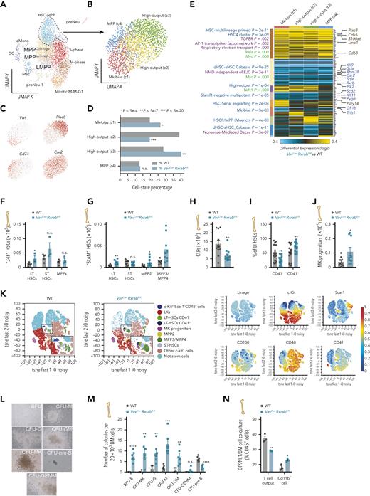 Expansion of megakaryocyte–myeloid-biased stem cells in RXRα;RXRβ-deficient mice. (A-E) Single-cell RNA sequencing (10× Genomics) of sorted LSKs from WT and VavCre+Rxrabfl/fl BM cells (shown are clusters derived from gene set enrichment of a compendium of prior HSC/P subsets from single-cell functional studies).27 (A-B) UMAP plots of HSC/P subsets derived from VavCre+Rxrabfl/fl and WT BM LSKs (A), and of subclustering of the broader HSC-MPP cluster (B). (C) Top HSC-MPP cluster marker genes. (D) HSC-MPP population frequencies, showing significant differences between VavCre+Rxrabfl/fl and WT mice (Fischer exact P-value thresholds are indicated). (E) Heat map showing differentially expressed genes identified by cellHarmony analysis of each HSC-MPP subcluster in VavCre+Rxrabfl/fl vs WT mice. On the left of the associated clusters are shown enriched prior-defined HSC/P functional subsets (blue), pathways (purple), or curated transcription factor targets (green) (GO-Elite software); on the right of the associated clusters are shown matching bulk RNA-seq regulated genes. (F-K) Flow cytometry of BM from 5-month-old WT and VavCre+Rxrabfl/fl mice. (F-G) Absolute numbers of HSC subpopulations per femur, according to the “34F” or “SLAM” stain codes. (H) Absolute numbers of common lymphoid progenitors (CLPs) per femur. (I) Frequency of CD41+ and CD41− cells in the CD150+CD48− LT-HSC subset. (J) Absolute numbers of MK progenitor per femur. (K) Annotated t-SNE plots for the identified lineage− BM-cell populations from WT and VavCre+Rxrabfl/fl mice using the “SLAM” stain code as in G. Insets in the left panels show magnifications of the plotted HSC/P subpopulations; plots in the right panels show overlaid biexponential transformed marker expression levels (n = 3-4 per genotype). (L-M) Colony-forming unit (CFU) assay in total BM cells from 5-month-old WT and VavCre+Rxrabfl/fl mice. (L) Representative images of hematopoietic colonies identified in VavCre+Rxrabfl/fl mice after 7 days of incubation: burst-forming unit-erythroid (BFU), unipotent CFU-M (monocyte), CFU-MK (megakaryocyte), CFU-G (granulocyte), and CFU–pre-B (B lymphocyte) progenitors; bipotent CFU-GM (granulocyte, monocyte) progenitors; and multipotent CFU-GEMM (granulocyte, erythrocyte, monocyte, and megakaryocyte) progenitors. (M) Number of colonies per 20 × 103 plated BM cells (n = 6; 3 mice per genotype, with 2 technical replicates per mouse; data are representative of 2 independent experiments). (N) Lymphocyte output after 8 days of OP9NL1 cell coculture with BM cells from 5-month-old WT and VavCre+Rxrabfl/fl mice; graph shows the percentage of T cells (DN1 + DN2 + DN3 + DN4 + CD3+ cells; for gating strategy, see supplemental Figure 6F) and Cd11b+ cells within CD45+ lymphocytes. Data are shown as means ± SEM, and dots represent individual animals. Significance was determined by unpaired Student t test, and is represented as follows: ∗P ≤ .05, ∗∗P ≤ .01, ∗∗∗P ≤ .001, and ∗∗∗∗P ≤ .0001. n.s., not significant.
