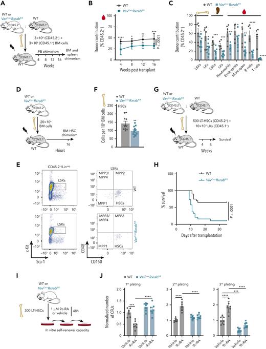 RXRα;RXRβ-deficient HSCs are functionally defective. (A-C) Competitive transplantation assay (1:1 mix) of unfractionated BM cells from WT or VavCre+Rxrabfl/fl mice (CD45.2+) and C57BL/6 mice (CD45.1+) into lethally irradiated C57BL/6 mice (CD45.1+) (data are representative of 3 independent experiments). (A) Experimental design. (B) Fluorescence-activated cell sorting (FACS) analysis of the percentage of total donor chimerism in PB 4, 8, 12, and 16 weeks after transplantation (n = 9-10). (C) FACS analysis of cell-specific chimerism in PB, BM, and spleen 16 weeks after competitive repopulation assay. (D-F) Homing assay of total BM cells from WT or VavCre+Rxrabfl/fl mice (CD45.2+), transplanted into lethally irradiated C57BL/6 mice (CD45.1+). (D) Experimental design. (E) Representative FACS plots showing the gating strategies for analysis of CD45.2+ HSCs. (F) Total numbers of CD45.2+ HSCs found in the BM of recipient mice. (G-H) Transplantation of purified LT-HSCs from WT or VavCre+Rxrabfl/fl mice (CD45.2+) along with LKs from C57BL/6 mice (CD45.1+) into lethally irradiated C57BL/6 mice (CD45.1+) (n = 19-20; data pooled from 2 independent experiments). (G) Experimental design. (H) Kaplan-Meier survival plot. (I-J) Serial CFU plating assay after 48-hours in vitro treatment of purified LT-HSCs from 5-month-old WT or VavCre+Rxrabfl/fl mice with 9c-RA or vehicle. (I) Experimental design. (J) Number of CFUs normalized to control vehicle treatment of each corresponding plating (data pooled from 2 independent experiments). All data are shown as means ± SEM, and dots represent individual animals. Significance was determined by 2-way analysis of variance (ANOVA) followed by the Sidak multiple comparisons test (B), unpaired Student t test (C and F), log-rank (Mantel-Cox) test (H), or ordinary 1-way ANOVA (J), and is represented as follows: ∗P ≤ .05, ∗∗P ≤ .01, ∗∗∗P ≤ .001, and ∗∗∗∗P ≤ .0001.
