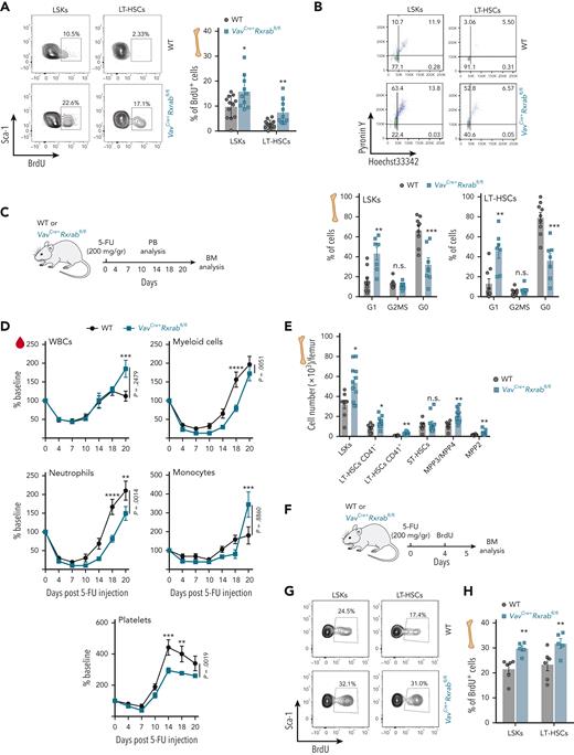 Dual lack of RXRα and RXRβ in HSCs leads to cell-cycle activation and quiescence exit. (A) Representative flow cytometry density plots showing 5-bromo-2′-deoxyuridine (BrdU) incorporation by LSKs and CD150+CD48− LT-HSCs after a 24-hour pulse (left); the plot (right) shows the frequencies of cells with BrdU incorporation (data are pooled from 2 independent experiments). (B) Representative flow cytometry density plots showing pyronin Y and Hoechst 33342 staining by LSKs and CD150+CD48− LT-HSCs (upper plots); the lower plots show frequencies of cells with double pyronin Y and Hoechst 33342 staining (data are pooled from 2 independent experiments). (C-E) Recovery of hematopoietic cells after 5-fluorouracil (5-FU) administration to VavCre+Rxrabfl/fl and WT mice. (C) Experimental design. (D) Time course of PB-cell counts (baseline was defined as the mean reading on day 0, expressed as 100%; n = 9-11 mice per genotype). (E) Absolute HSC/P numbers in total BM 20 days after 5-FU administration. (F-H) HSC/P proliferation 5 days after 5-FU administration to VavCre+Rxrabfl/fl and WT mice. (F) Experimental design. (G) Representative flow cytometry density plots showing BrdU incorporation by LSKs and CD150+CD48− LT-HSCs. (H) Frequencies of BrdU-positive cells. All data are presented as means ± SEM, and dots represent individual animals. Significance was determined by unpaired Student t test (A, B, E, and H) or 2-way analysis of variance followed by the Sidak multiple comparisons test (D; age-paired mice), and is represented as follows: ∗P ≤ .05, ∗∗P ≤ .01, ∗∗∗P ≤ .001, and ∗∗∗∗P ≤ .0001. n.s., not significant.