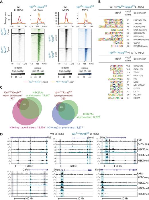 Chromatin openness at enhancer and promoter sites in RXRα;RXRβ-deficient LT-HSCs. (A) Heat map of assay for transposase-accessible chromatin with sequencing (ATAC-seq) signals located in transcription start site (TSS) flanking regions (±1 kb) in 5-month-old VavCre+Rxrabfl/fl and WT LT-HSCs and MPPs. (B) HOMER known motif analysis of ATAC-seq peaks. The top panels shows transcription factor motifs enriched in WT LT-HSCs relative to the background of VavCre+Rxrabfl/fl LT-HSC peaks. The bottom panel shows transcription factor motifs enriched in VavCre+Rxrabfl/fl LT-HSCs relative to the background of WT LT-HSC peaks. (C) Peak annotations identified in an overlap analysis between the open promoter and enhancer regions in LT-HSCs identified in the ATAC-seq experiment (defined by genomic distribution; see also supplemental Figure 8A), and regions marked by high H3K4me3 and H3K27Ac, and ±1 kb from TSS (putative promoters), high H3K4me1 and H3K27Ac, and >1 kb and <−1 kb from the TSS (putative active enhancers), and high H3K4me1 but no H3K27Ac, and >1 kb and <−1 kb from the TSS (putative poised enhancers). (D) University of California, Santa Cruz (UCSC) genome browser track examples of active enhancers (vertical gray highlights) and promoters (vertical blue highlights) within loci that overlap RXRα CUT&RUNseq and ATAC-seq peaks.